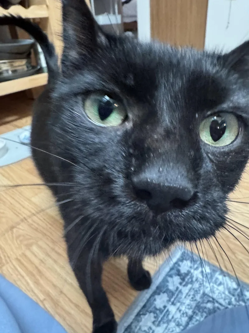 An adult medium-sized male Black Domestic Short Hair cat named Zeke for adoption in Wheaton, IL