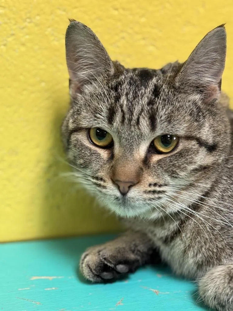 An adult medium-sized female Domestic Short Hair cat named Mischa for adoption in Pottsville, PA