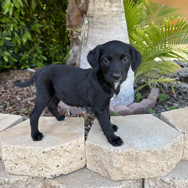 A baby medium-sized female English Springer Spaniel dog named Cello for adoption in San Diego, CA