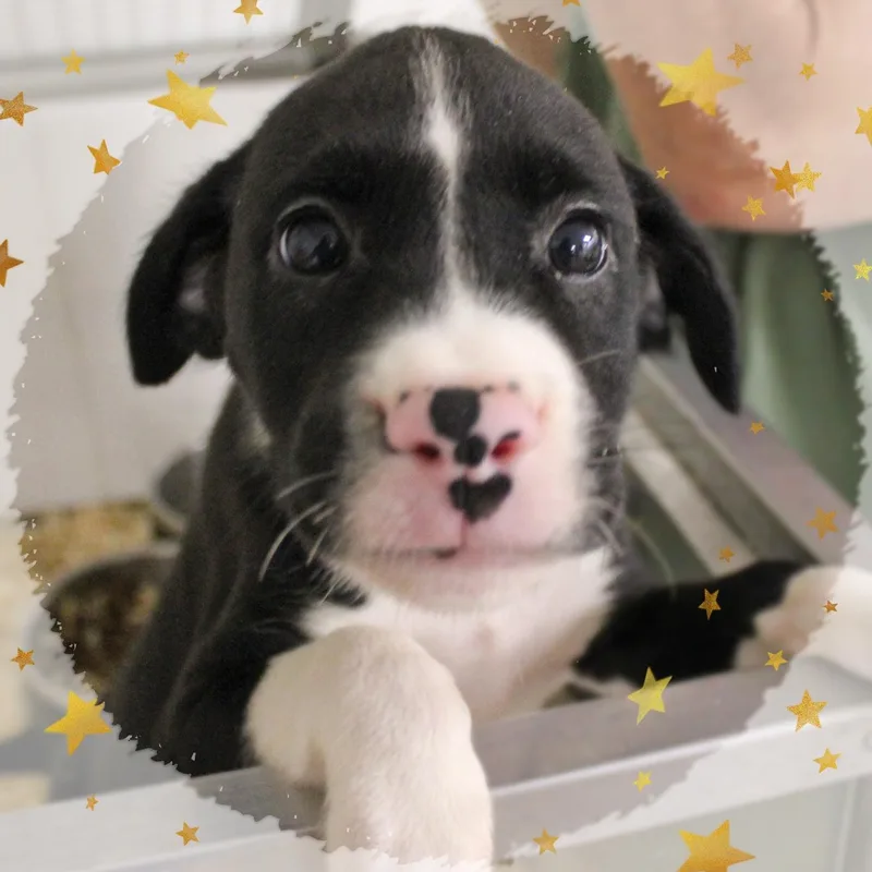 A baby medium-sized male Black Mixed Breed dog named Georgie for adoption in Amelia, OH