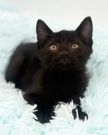 A baby medium-sized male Black Domestic Short Hair cat named Yuzu for adoption in Covington, LA