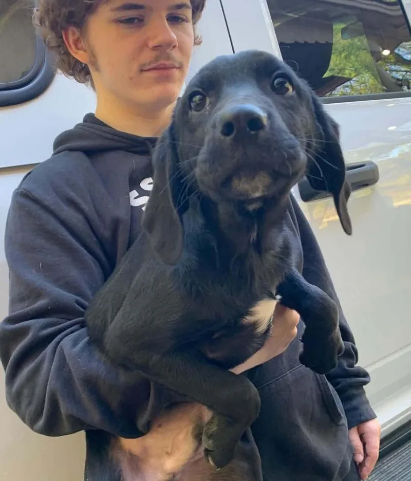 A young medium-sized male Hound dog named Toffee for adoption in Columbia, MD
