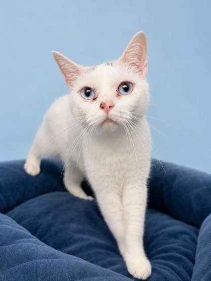 An adult small-sized female Domestic Short Hair cat named Pinky for adoption in Bowling Green, KY