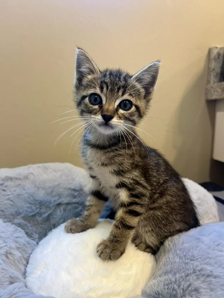 A baby medium-sized male Tabby (Brown / Chocolate) Domestic Short Hair cat named Bam Bam for adoption in Salinas, CA