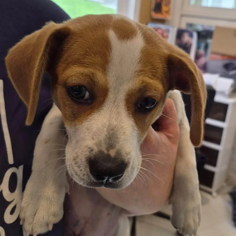 A baby small-sized female Brown / Chocolate Dachshund dog named Vienna for adoption in Latrobe, PA