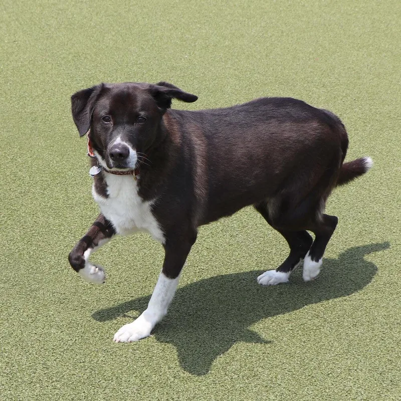 An adult large-sized male Husky dog named T Spencer for adoption in Port Washington, NY
