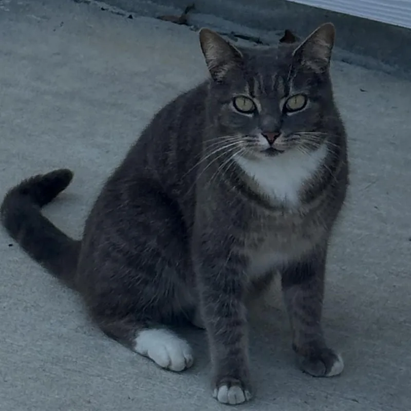 An adult large-sized female Tabby (Brown / Chocolate) Domestic Short Hair cat named Josefina MG for adoption in Austin, TX