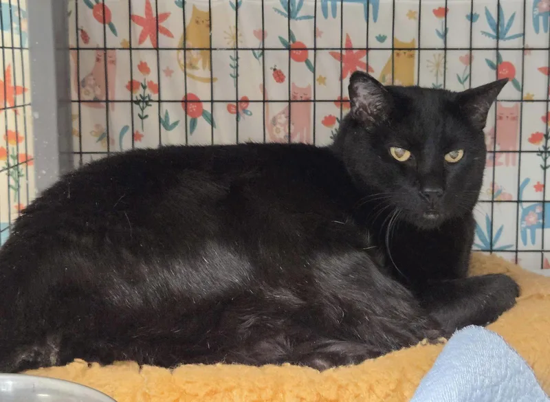A young medium-sized male Domestic Short Hair cat named Hook for adoption in Satellite Beach, FL