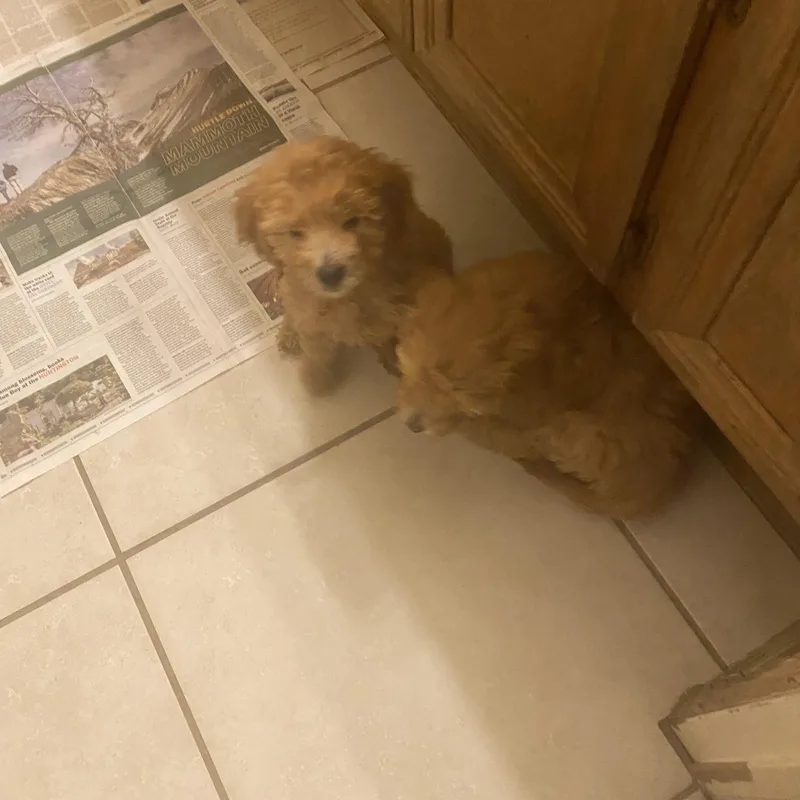 A baby medium-sized female Golden Goldendoodle dog named Molly and Holly for adoption in Moreno Valley, CA