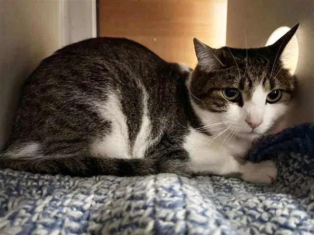 An adult small-sized female Domestic Short Hair cat named Cloud for adoption in Saint Louis, MO