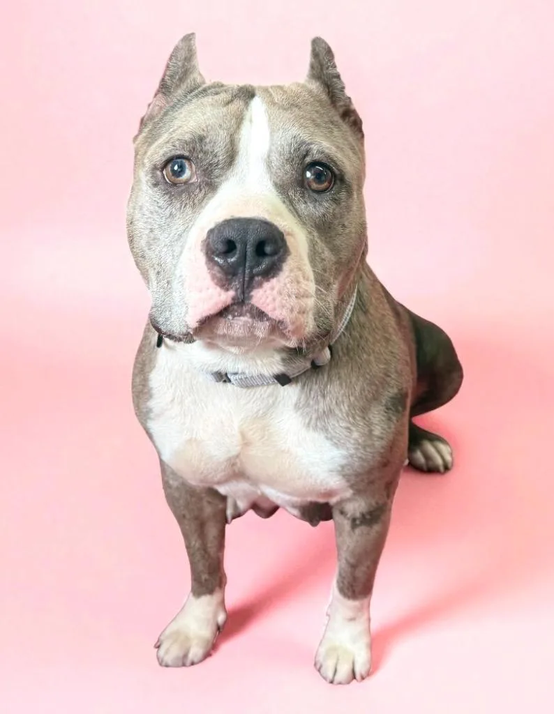 Scrumpdillyumptious "dilly thumbnail 2