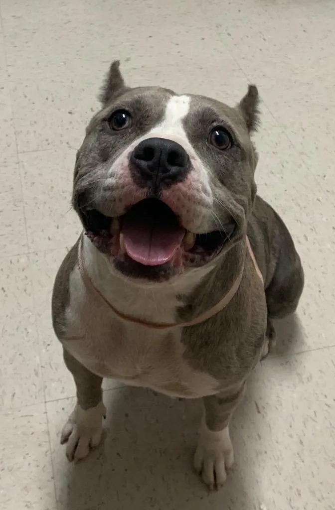 Scrumpdillyumptious "dilly thumbnail 4