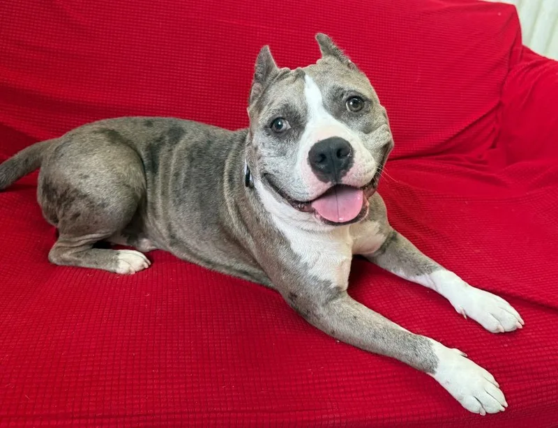 Scrumpdillyumptious "dilly thumbnail 5