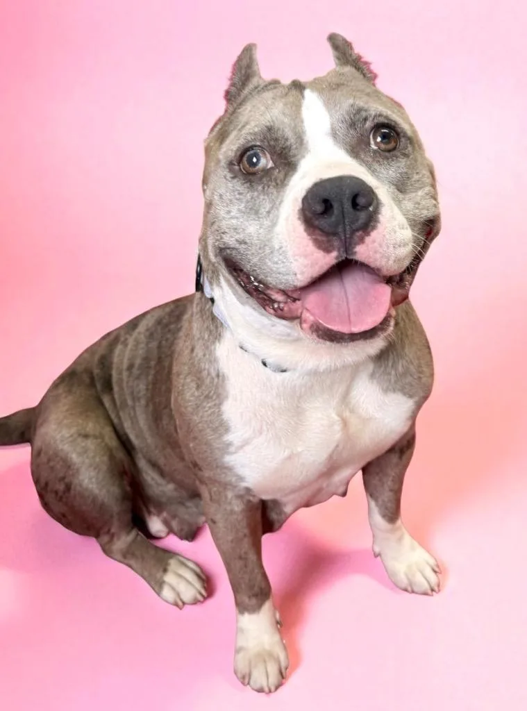 Scrumpdillyumptious "dilly thumbnail 6