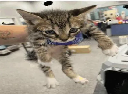 A baby small-sized female Domestic Short Hair cat named Alice for adoption in Largo, FL