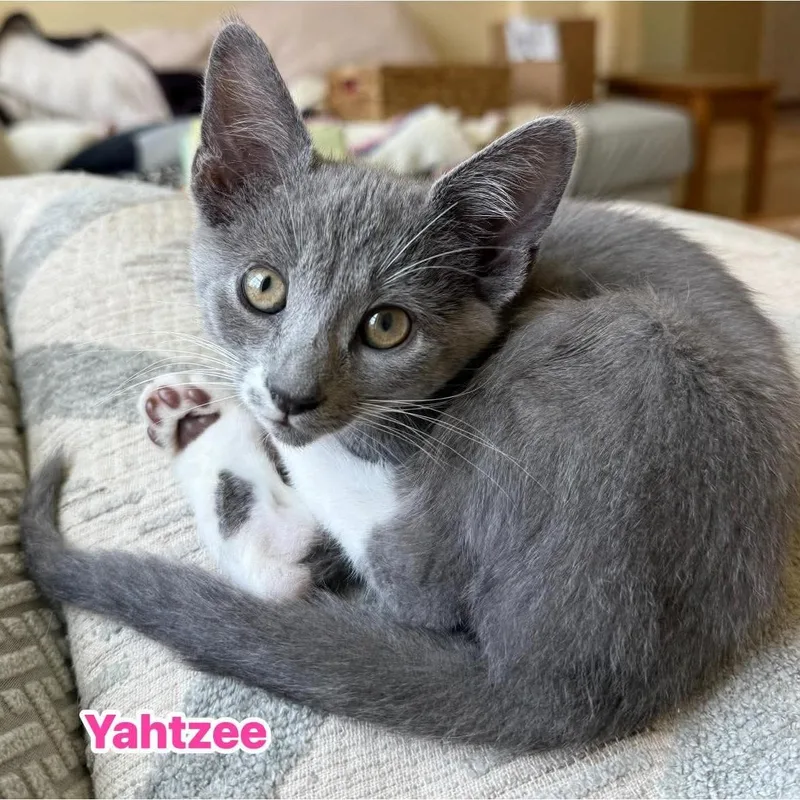 A baby medium-sized female Gray & White Domestic Short Hair cat named Yahtzee for adoption in Phoenixville, PA
