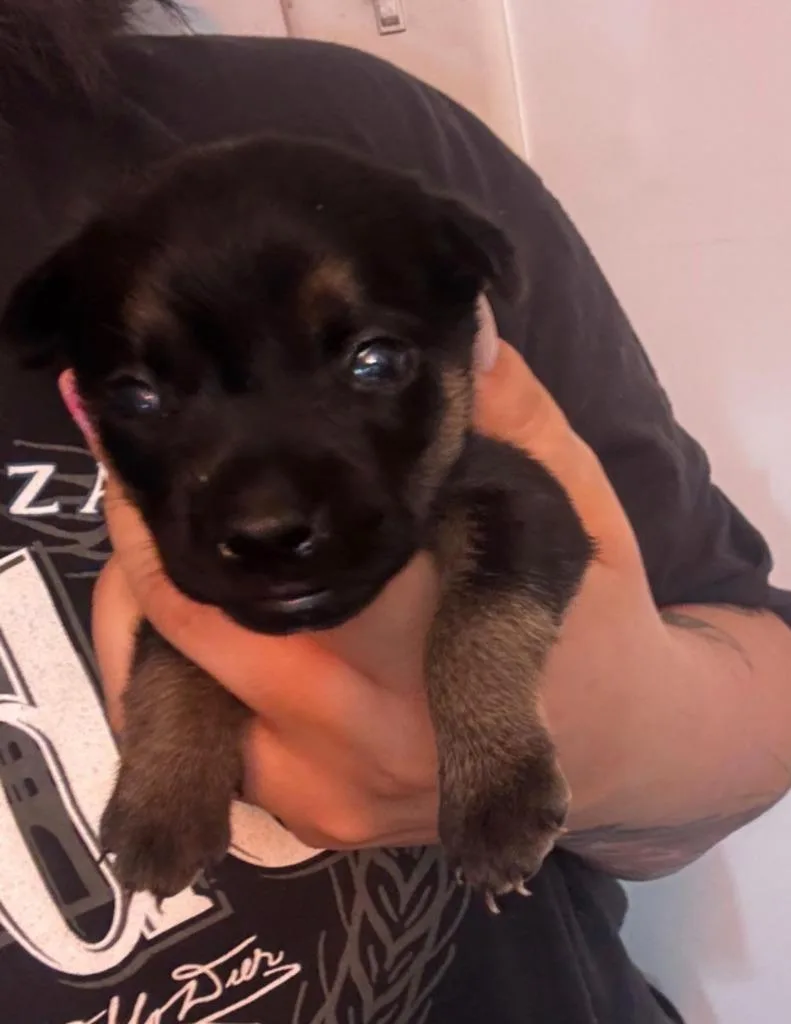A baby medium-sized female Chihuahua dog named Olive for adoption in Madison, GA