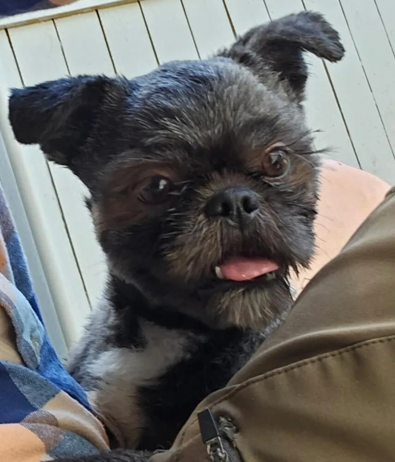 A young small-sized male Shih Tzu dog named Jordy for adoption in Dallas, TX