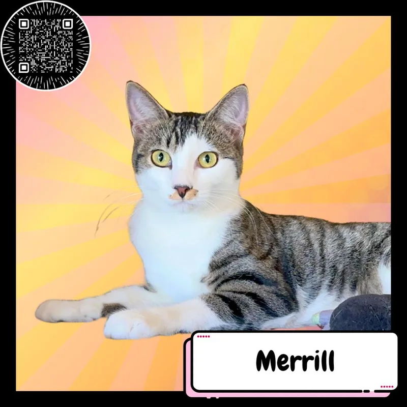 Merrill thumbnail 3