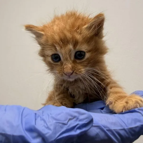 A baby small-sized male Domestic Long Hair cat named Keyboard for adoption in San Diego, CA