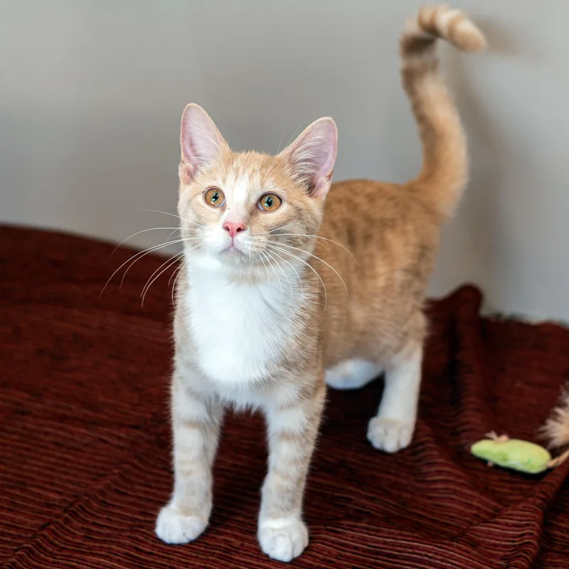 A baby medium-sized male Orange & White Tabby cat named Steve for adoption in Chicago, IL