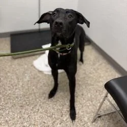An adult medium-sized female Black Pit Bull Terrier dog named Dog for adoption in Bullhead City, AZ