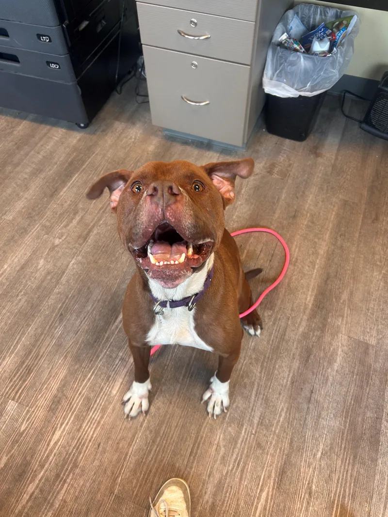An adult medium-sized male Boxer dog named "chocolate" for adoption in Leavenworth, KS