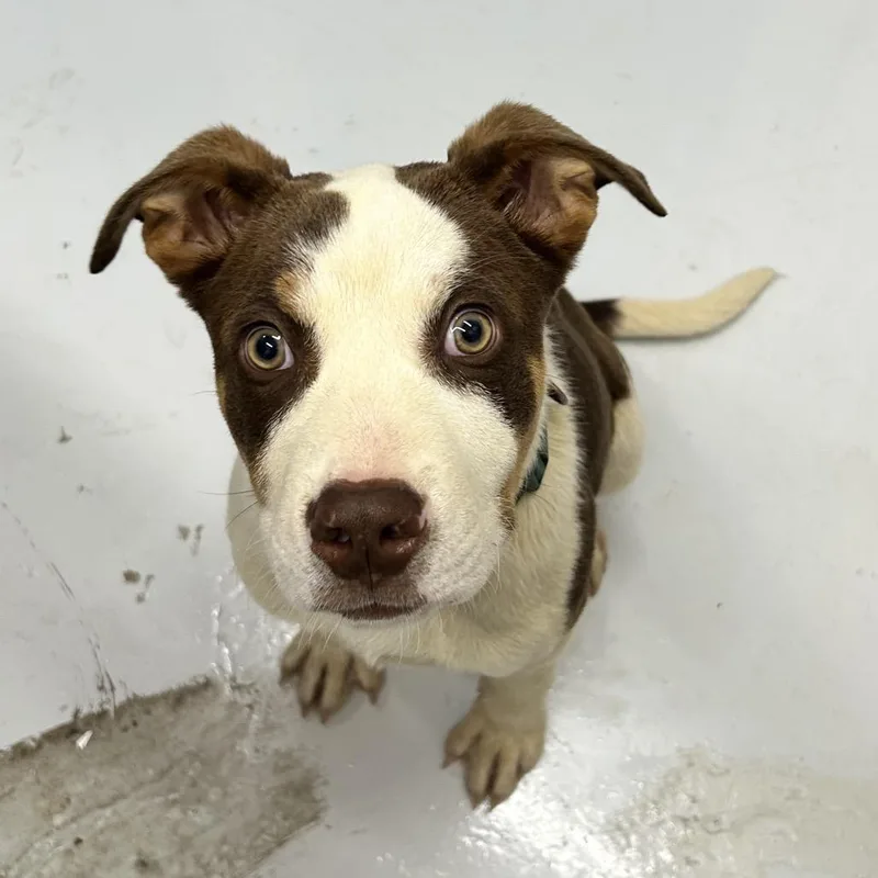 A baby medium-sized male Brown / Chocolate Mixed Breed dog named Jetson for adoption in Huntsville, AL