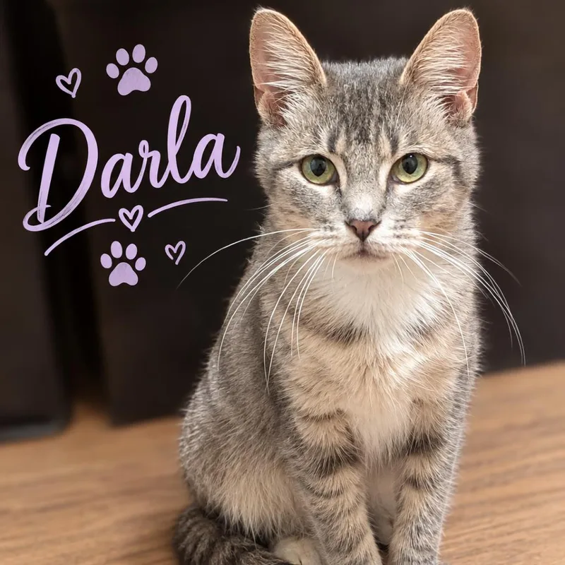 An adult medium-sized female Gray / Blue / Silver Domestic Short Hair cat named Darla for adoption in Brownsboro, AL