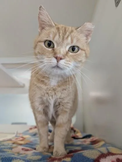 An adult medium-sized female Domestic Short Hair cat named Hope for adoption in Columbus, IN