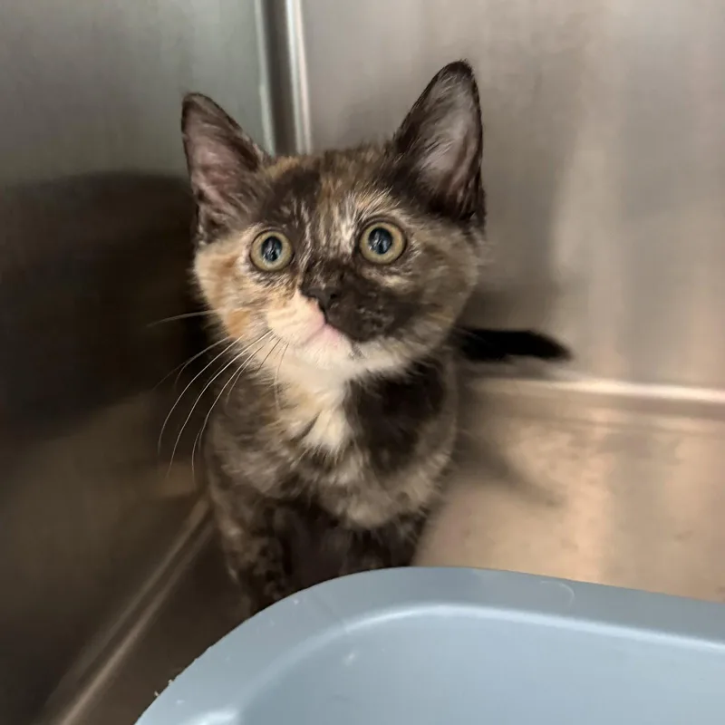 A baby small-sized female Brown / Chocolate Domestic Short Hair cat named Wren for adoption in Oakland, CA