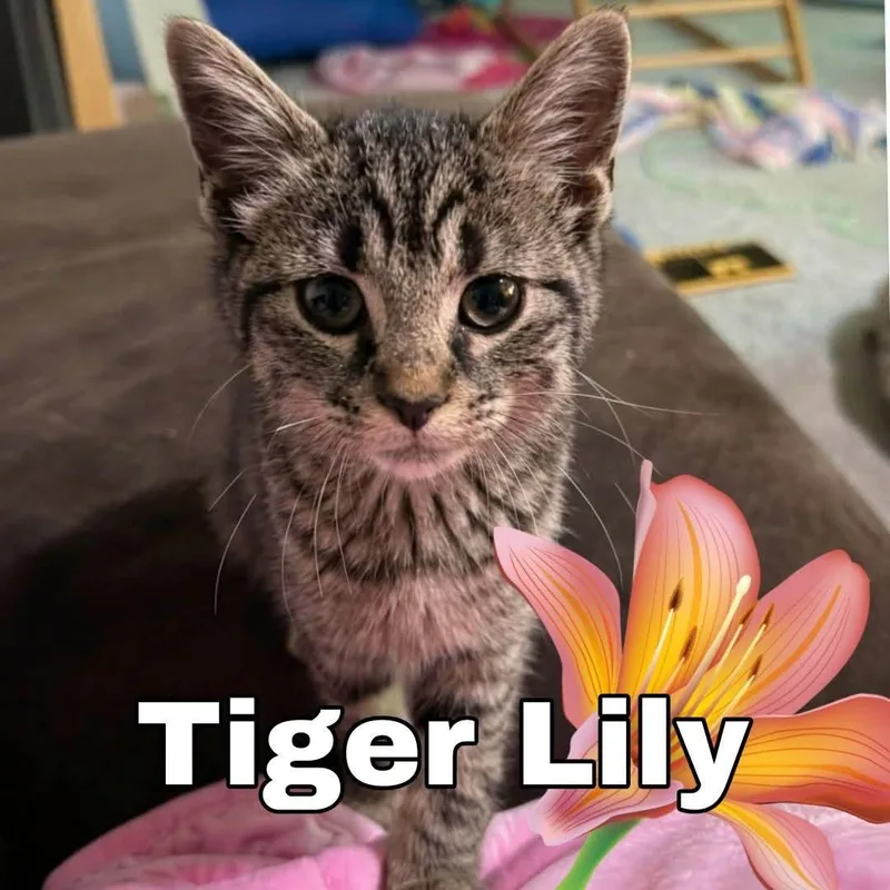 A young medium-sized female Domestic Short Hair cat named Tigerlily for adoption in Minooka, IL