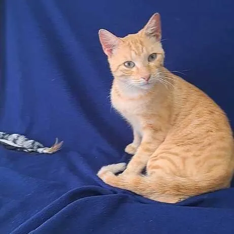 A young medium-sized male Domestic Short Hair cat named Clay for adoption in Valdosta, GA