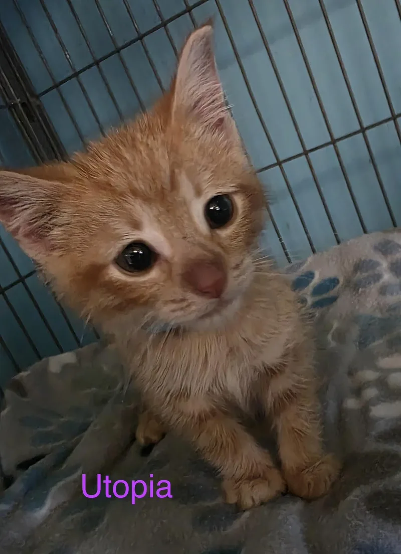 A baby small-sized female Orange / Red Domestic Medium Hair cat named Utopia for adoption in Shrewsbury, MA