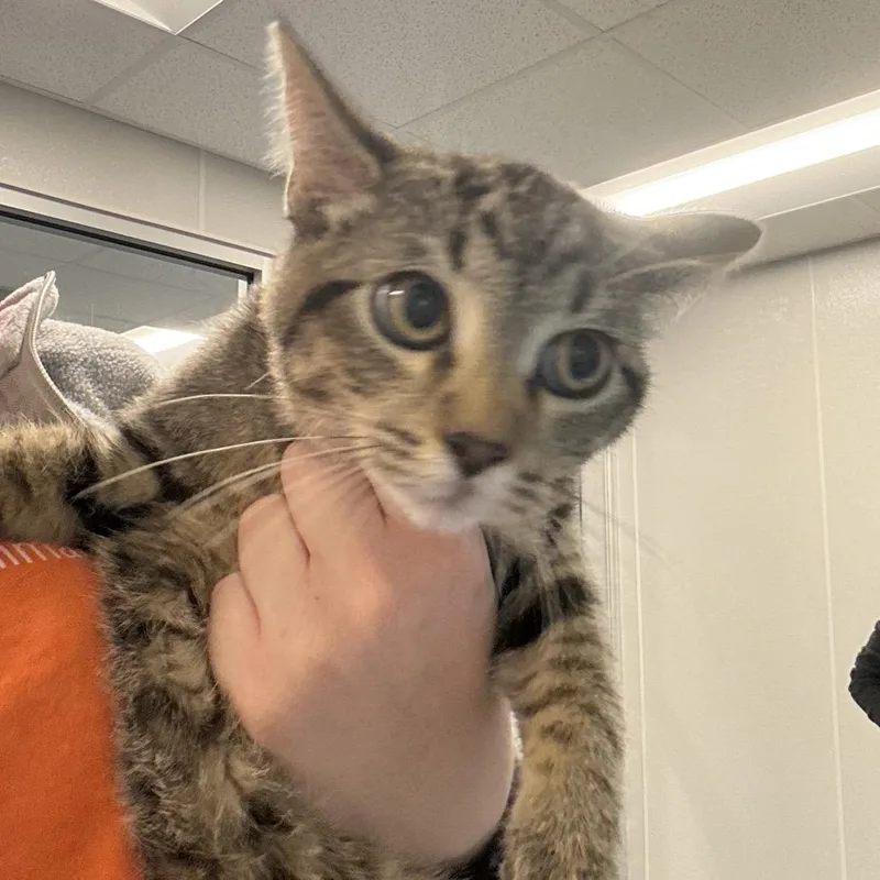 A young small-sized male Gray / Blue / Silver Domestic Short Hair cat named Tommy for adoption in St Joseph, MO
