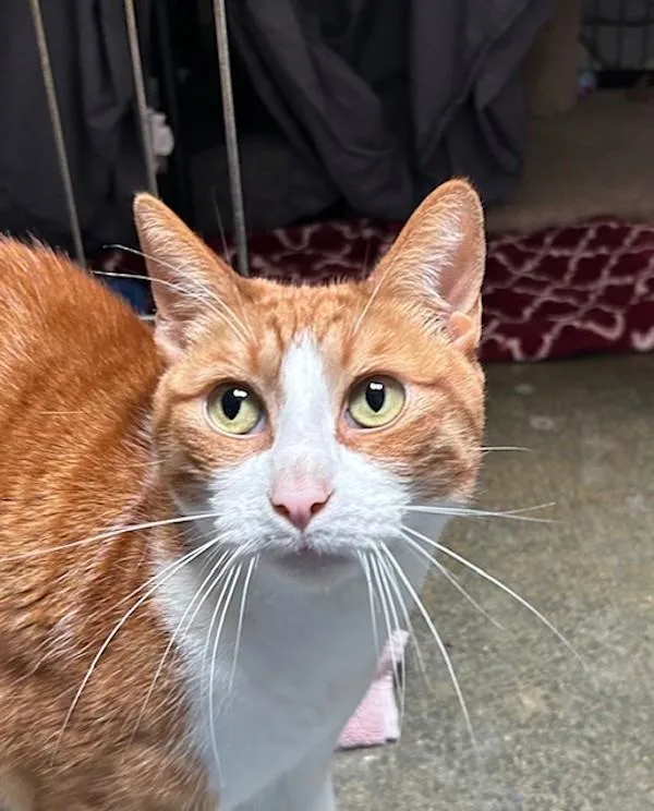 Sylvester thumbnail 3