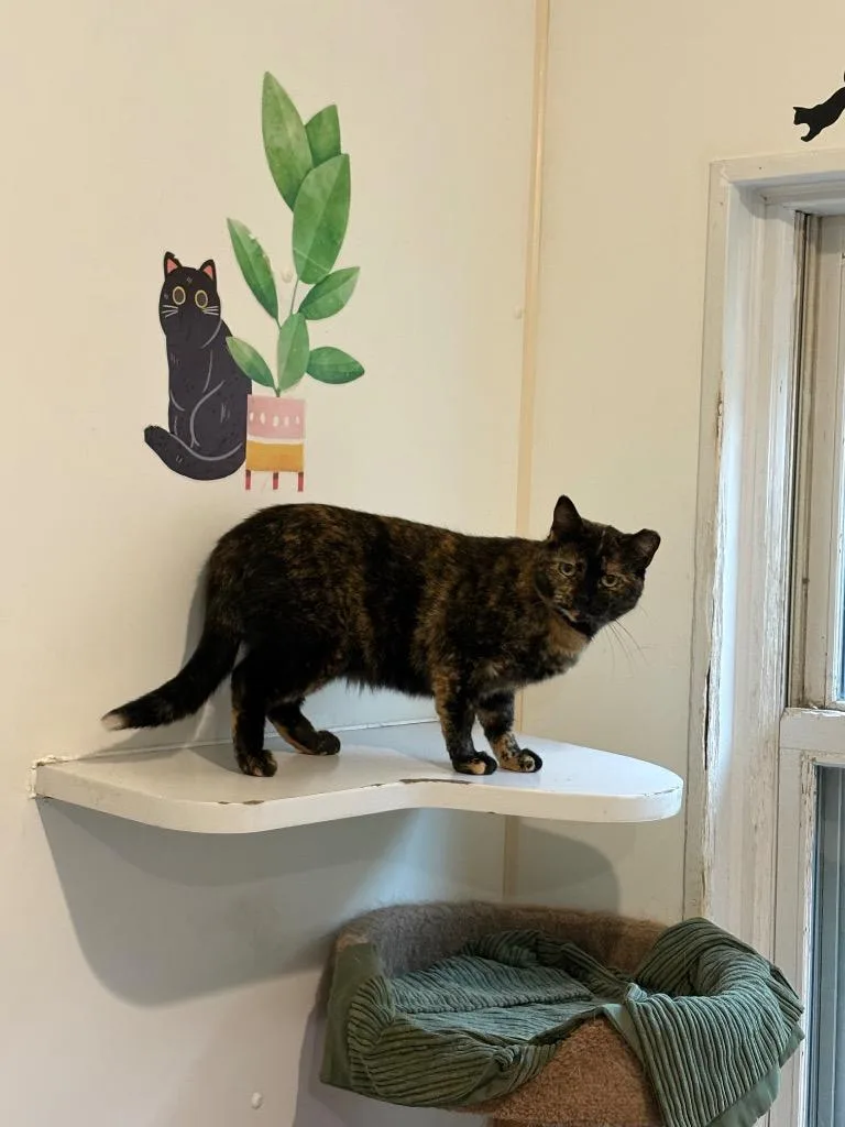 An adult small-sized female Domestic Short Hair cat named Calli for adoption in Bourbonnais, IL