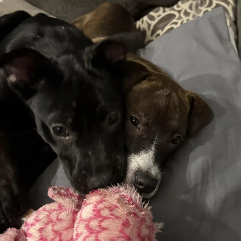 A baby small-sized female Brown / Chocolate Mixed Breed dog named Primrose for adoption in Rockville, MD