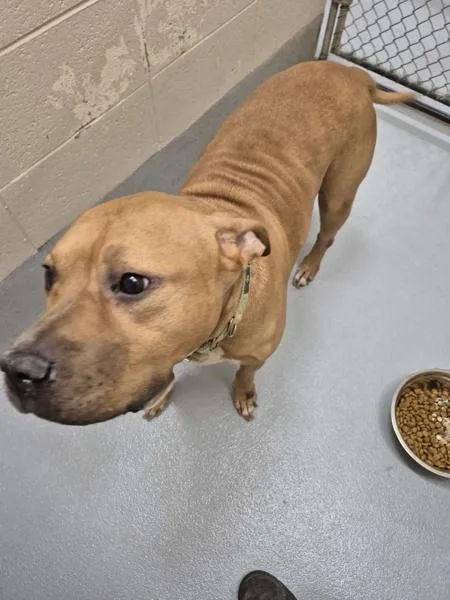 A senior large-sized male Staffordshire Bull Terrier dog named Pen c Hercules for adoption in Lawrenceville, GA