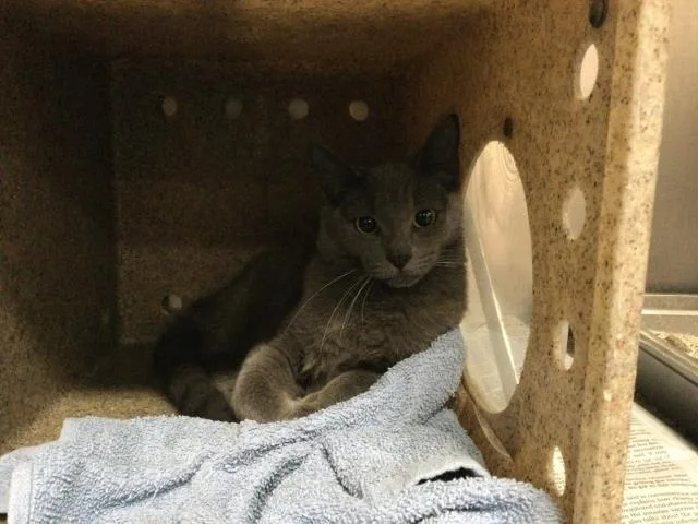 A young small-sized male Domestic Short Hair cat named Wolfe for adoption in Thousand Palms, CA