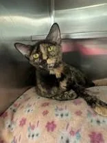 An adult medium-sized female Tortoiseshell Domestic Short Hair cat named Cadence for adoption in Manitowoc, WI