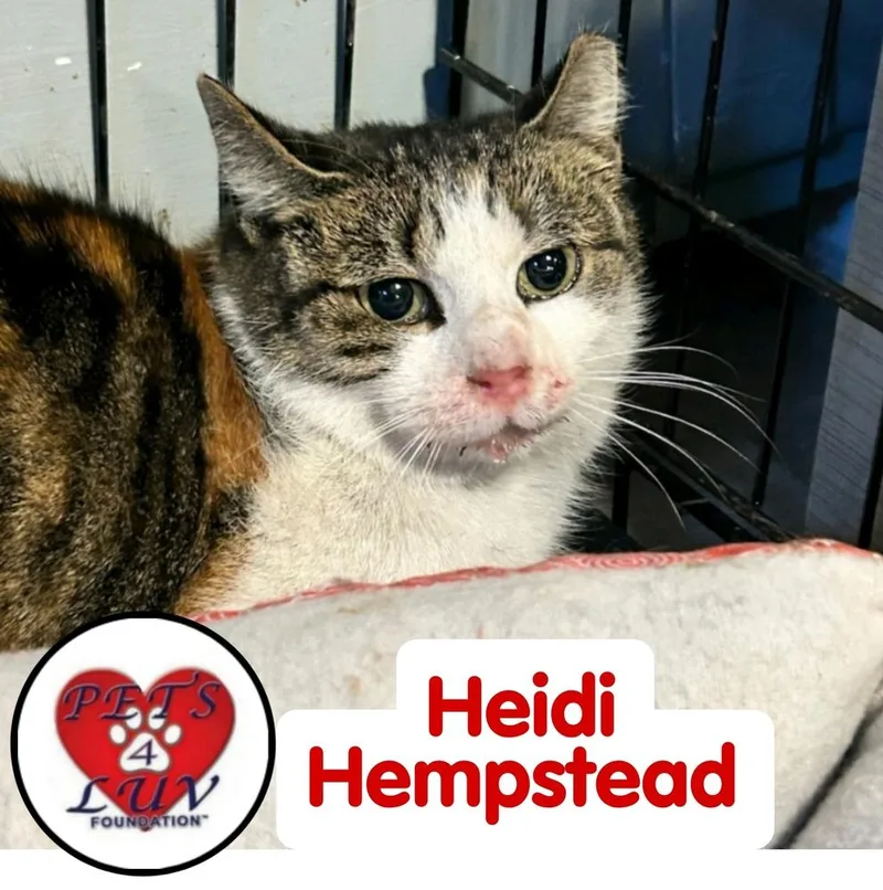 Heidi Hempstead thumbnail 2