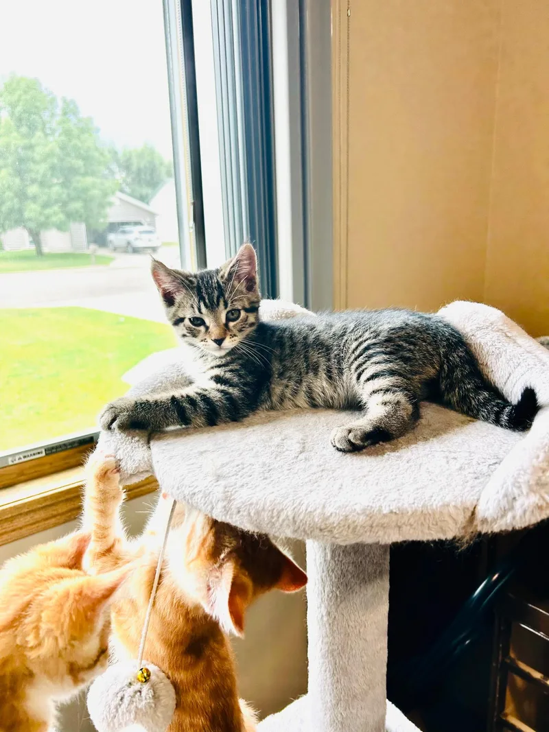 A baby medium-sized male Tabby (Gray / Blue / Silver) Domestic Short Hair cat named Dom Mysterio for adoption in Valley City, ND