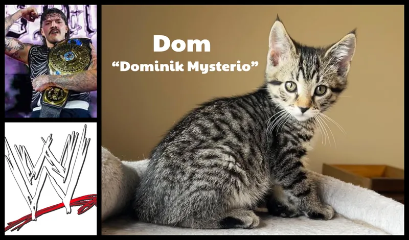 Dom Mysterio thumbnail 2