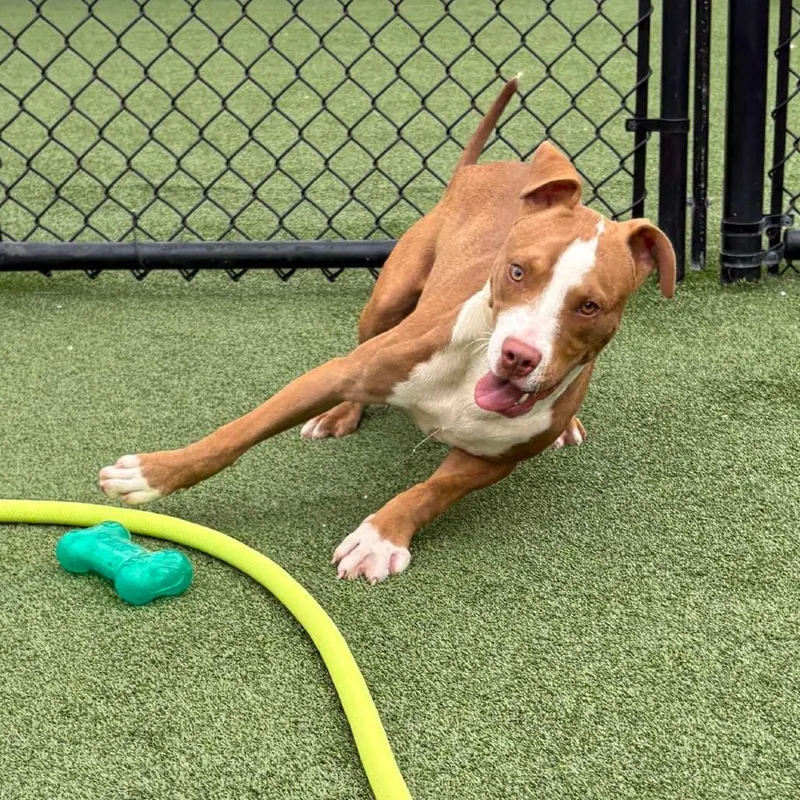 An adult medium-sized male Mixed Breed dog named Toby for adoption in Jacksonville, FL