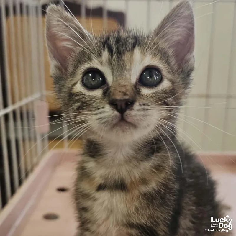 A baby medium-sized female Domestic Short Hair cat named Gove for adoption in Washington, DC