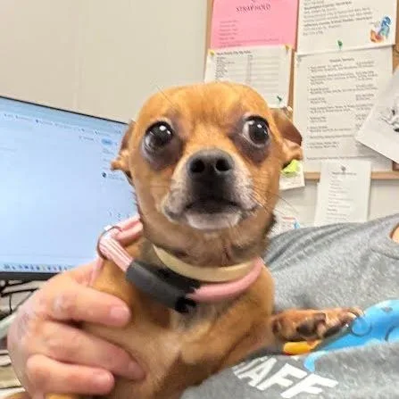 An adult small-sized male Brown / Chocolate Mixed Breed dog named Bear for adoption in Jeffersonville, IN