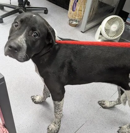 A baby large-sized female Labrador Retriever dog named Sally for adoption in Oakland, CA
