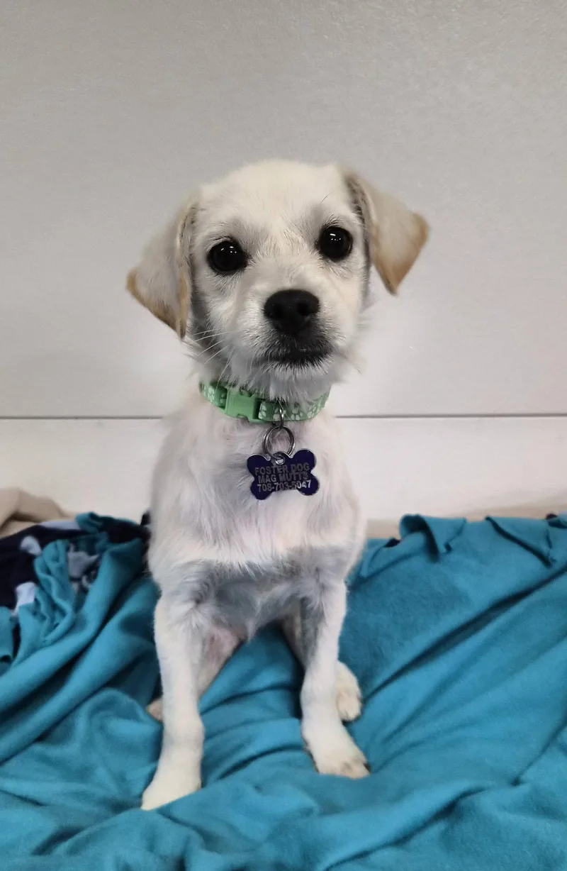 A baby medium-sized female Terrier dog named Eleanor for adoption in Hillside, IL