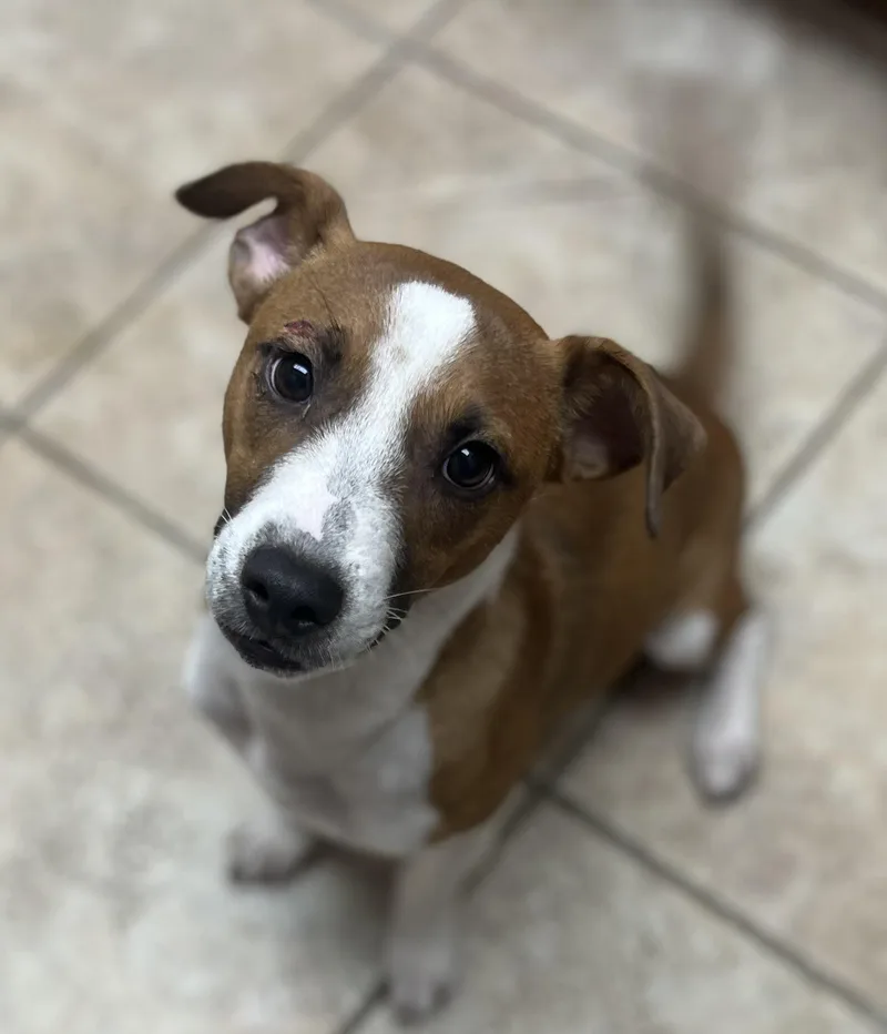 Buddy
